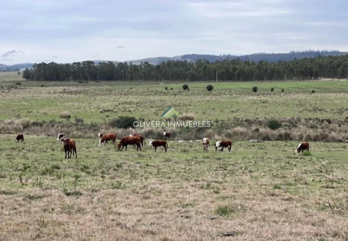 Campo Ref.11848 - Campo con cañada , monte eucaliptus , tajamar , casa 