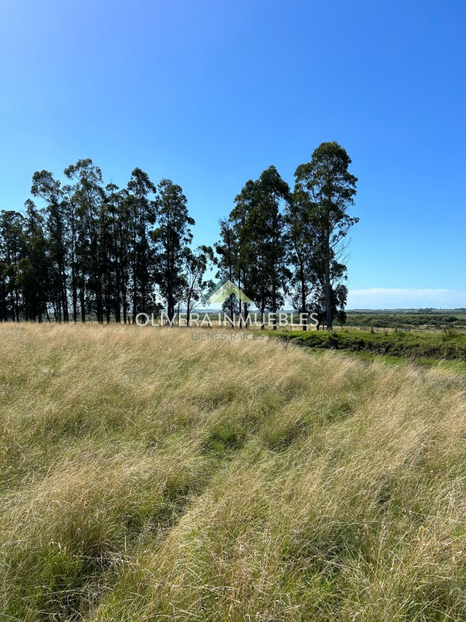 Campo Ref.9808 - VENTA DE CAMPO EN SAN CARLOS