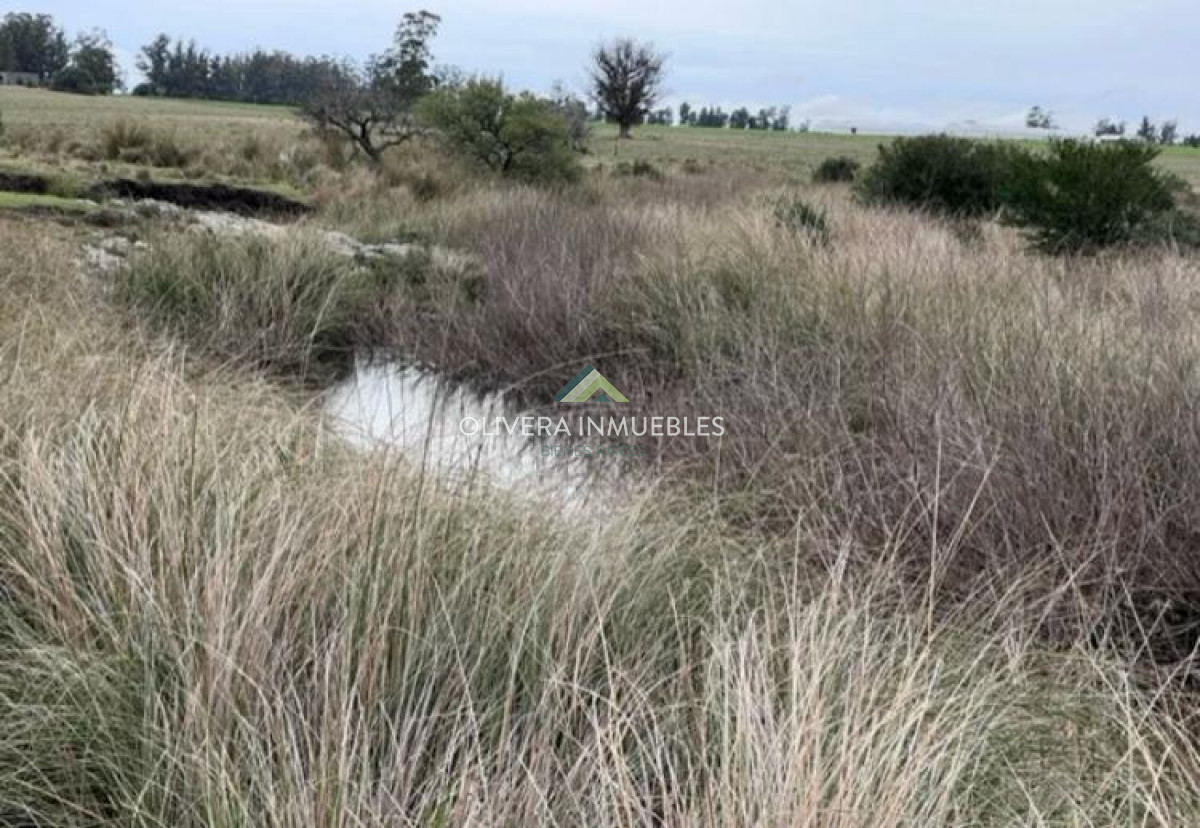 Campo Ref.11848 - Campo con cañada , monte eucaliptus , tajamar , casa 