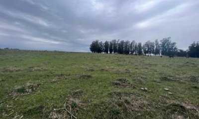 Campo con cañada , monte eucaliptus , tajamar , casa