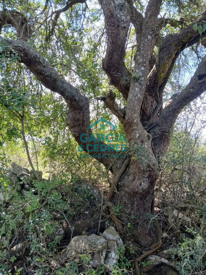 Chacra ID.561 - Chacra De 5 Has En Sierras De Carapé
