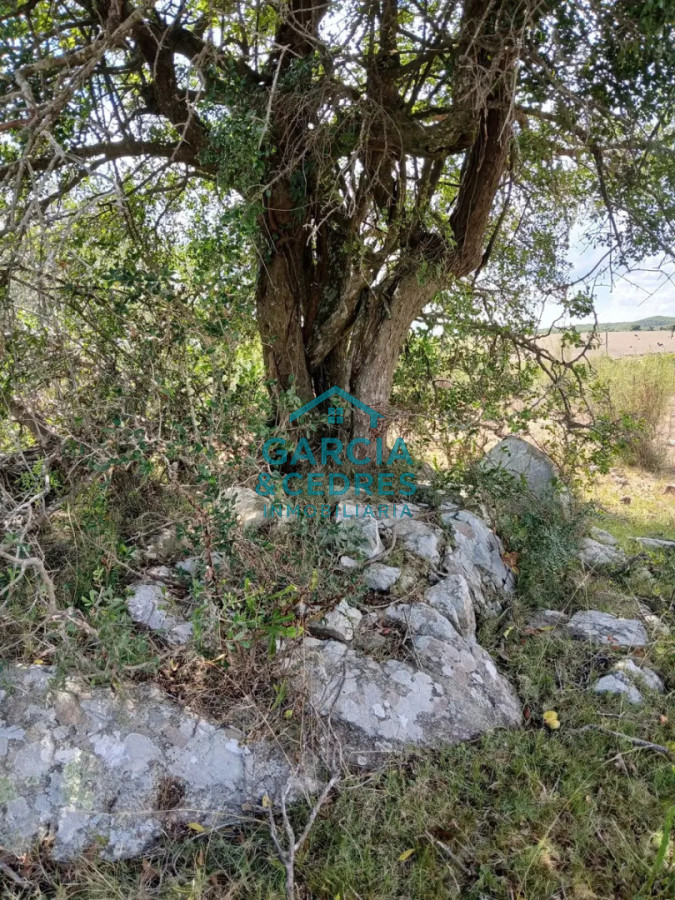Chacra ID.561 - Chacra De 5 Has En Sierras De Carapé