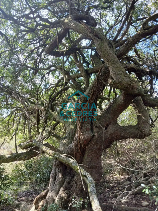 Chacra ID.561 - Chacra De 5 Has En Sierras De Carapé
