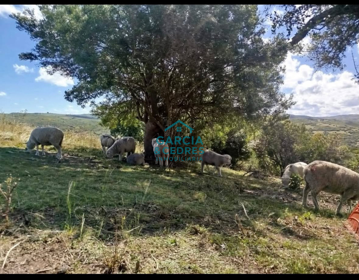 Chacra ID.696 - SE VENDE CASA EN ZONA PASO DE LAS CANTERAS GARZON