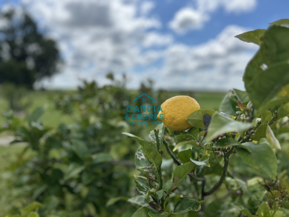 Campo Ref.4 - Chacra de 50 has ganadera en capilla de Cella con Casa  