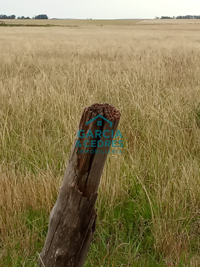 Campo Ref.26 - Campo en Rocha de 25 Has entre Lascano y Velazquez  a 1800 mt de Ruta 15 