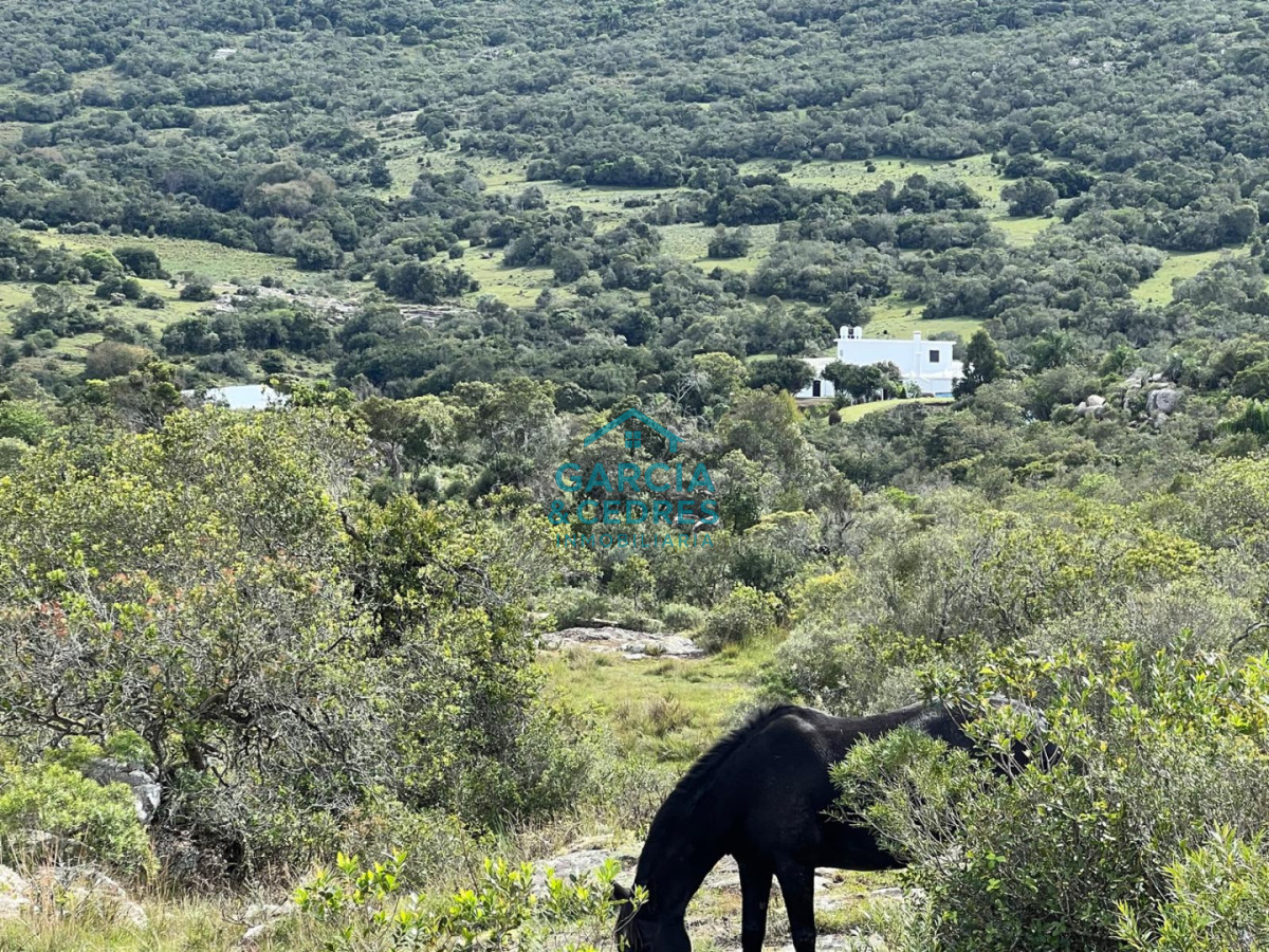 Campo Ref.209 - OPORTUNIDAD !!! ESTANCIA DE 252 HAS EN CAMINO CERRO CATEDRAL MALDONADO. 