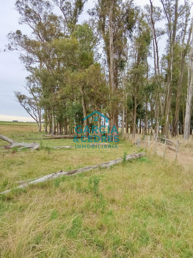 Campo Ref.26 - Campo en Rocha de 25 Has entre Lascano y Velazquez  a 1800 mt de Ruta 15 