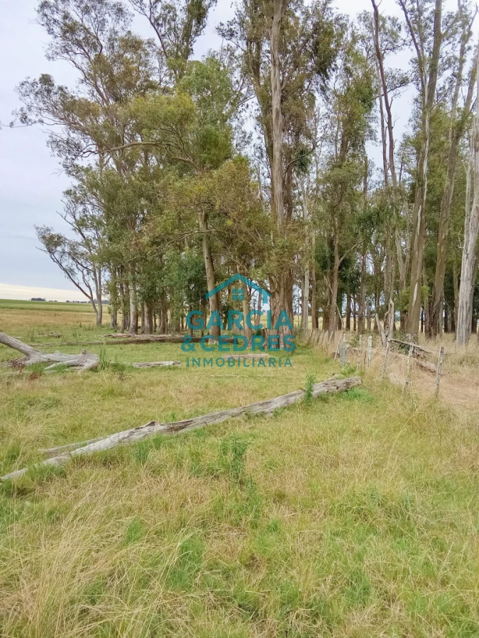 Campo Ref.26 - Campo en Rocha de 25 Has entre Lascano y Velazquez  a 1800 mt de Ruta 15 