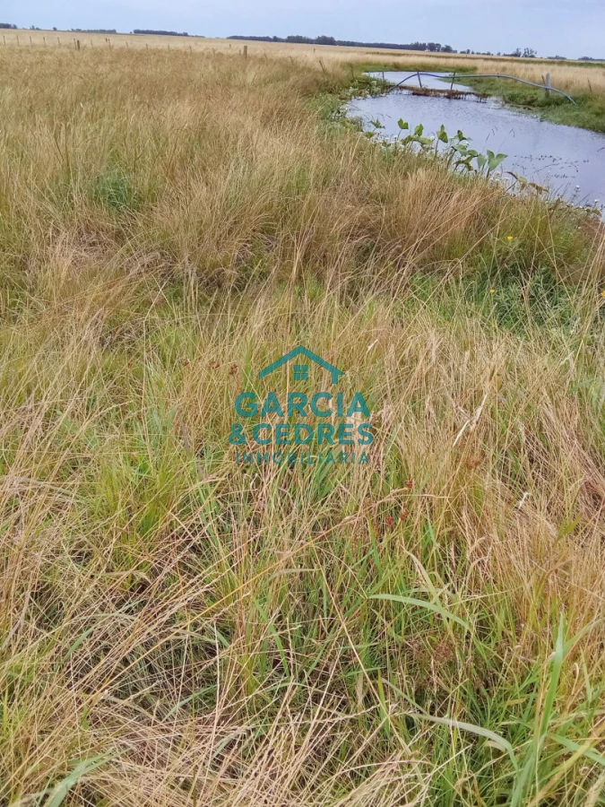 Campo Ref.26 - Campo en Rocha de 25 Has entre Lascano y Velazquez  a 1800 mt de Ruta 15 