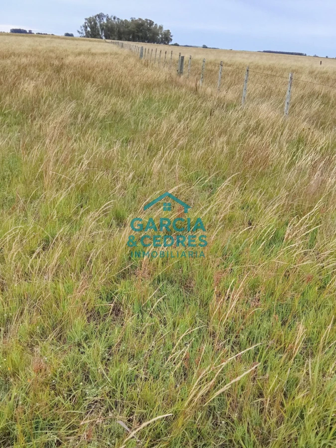 Campo Ref.26 - Campo en Rocha de 25 Has entre Lascano y Velazquez  a 1800 mt de Ruta 15 