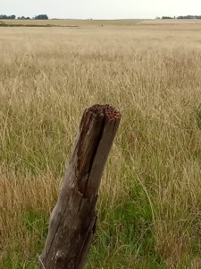 Campo en Rocha de 25 Has entre Lascano y Velazquez  a 1800 mt de Ruta 15 