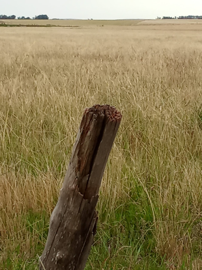 Campo en Rocha de 25 Has entre Lascano y Velazquez  a 1800 mt de Ruta 15 