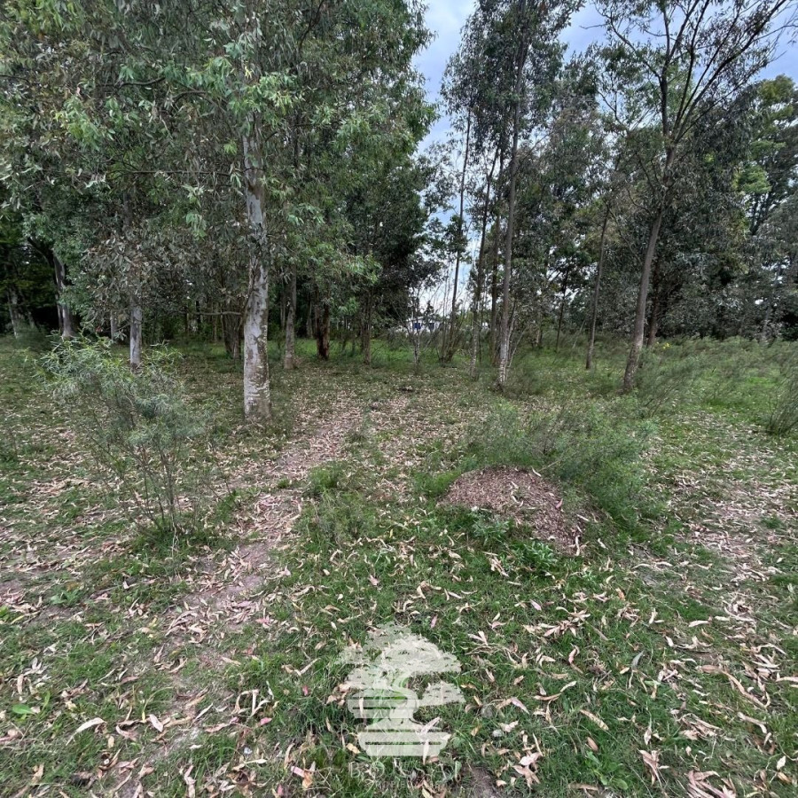 Terreno ID.196 - Venta Terrenos Mendoza Chico Florida Mp.