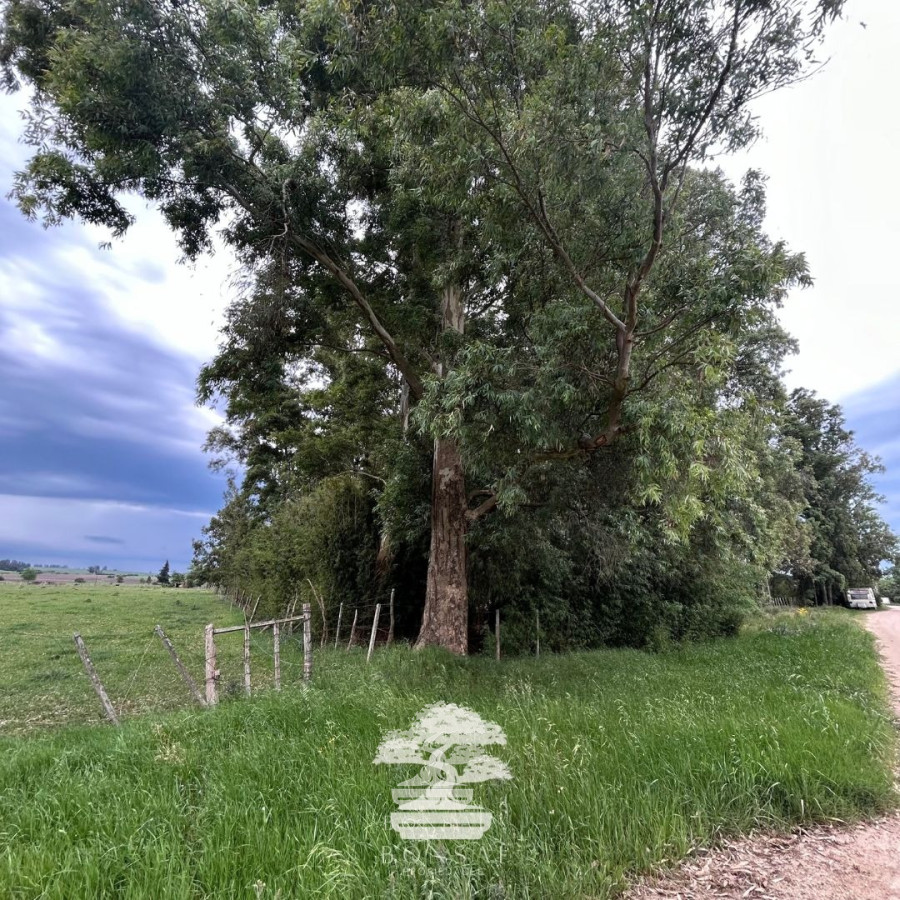 Terreno ID.196 - Venta Terrenos Mendoza Chico Florida Mp.