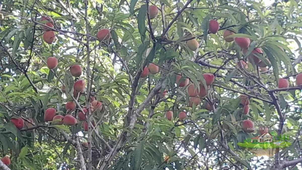 Chacra ID.2197 - VENTA de chacra de 5 Hectáreas en CANELON CHICO