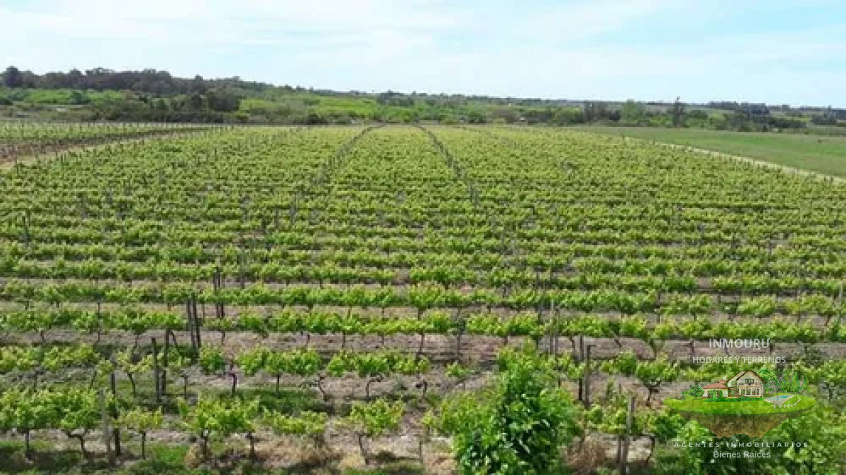 Chacra ID.1841 - VENTA de VIÑEDO Y CASAS con BODEGA en TOLEDO CHICO