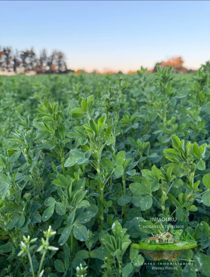 Chacra ID.2446 - Vendo linda Chacra en Melilla