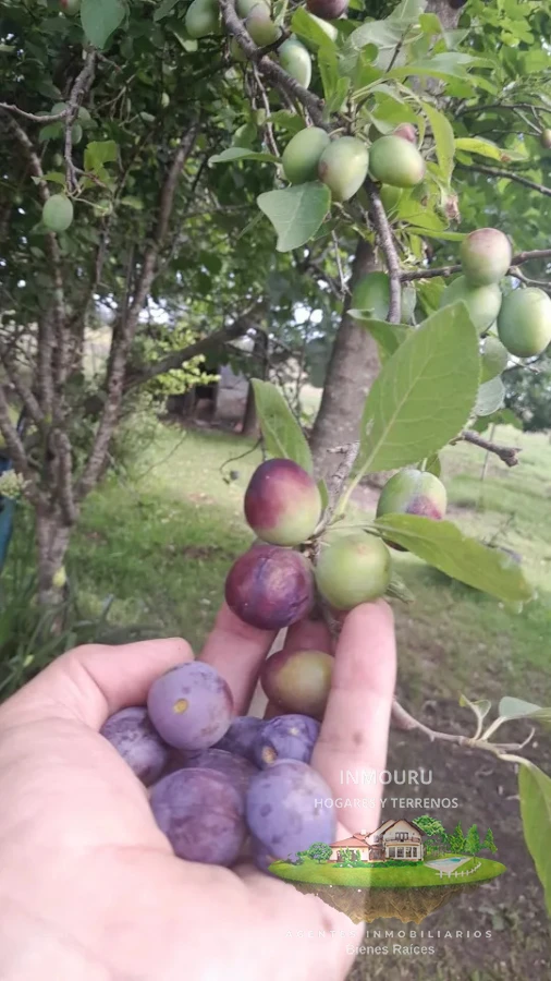 Chacra ID.2197 - VENTA de chacra de 5 Hectáreas en CANELON CHICO