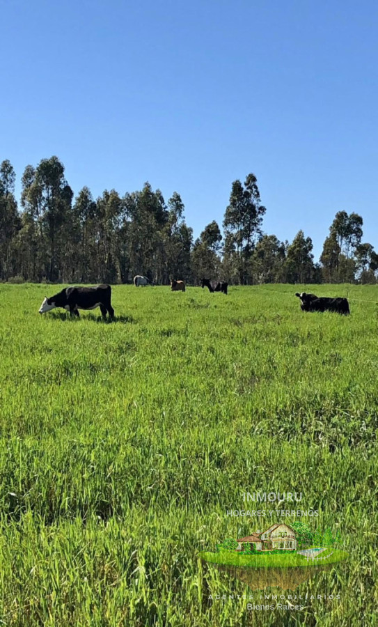 Chacra ID.2419 - Se Vende chacra en San Jacinto