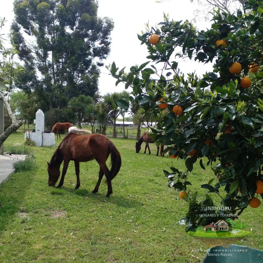 Chacra ID.2197 - VENTA de chacra de 5 Hectáreas en CANELON CHICO