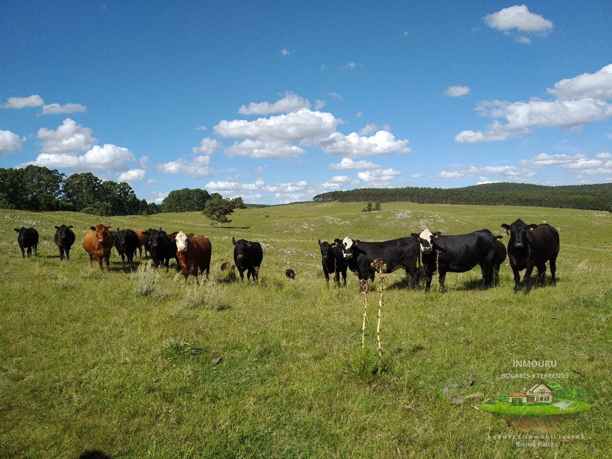 Campo Ref.475 - HERMOSO campo de 355 hectáreas en el departamento de ROCHA 
