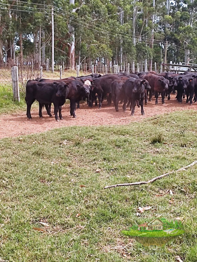 Campo Ref.475 - HERMOSO campo de 355 hectáreas en el departamento de ROCHA 