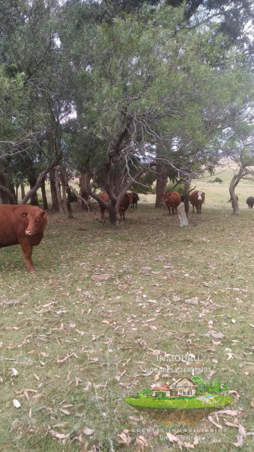 Campo Ref.1764 - VENTA de CAMPO de 34,5 ha en MALDONADO