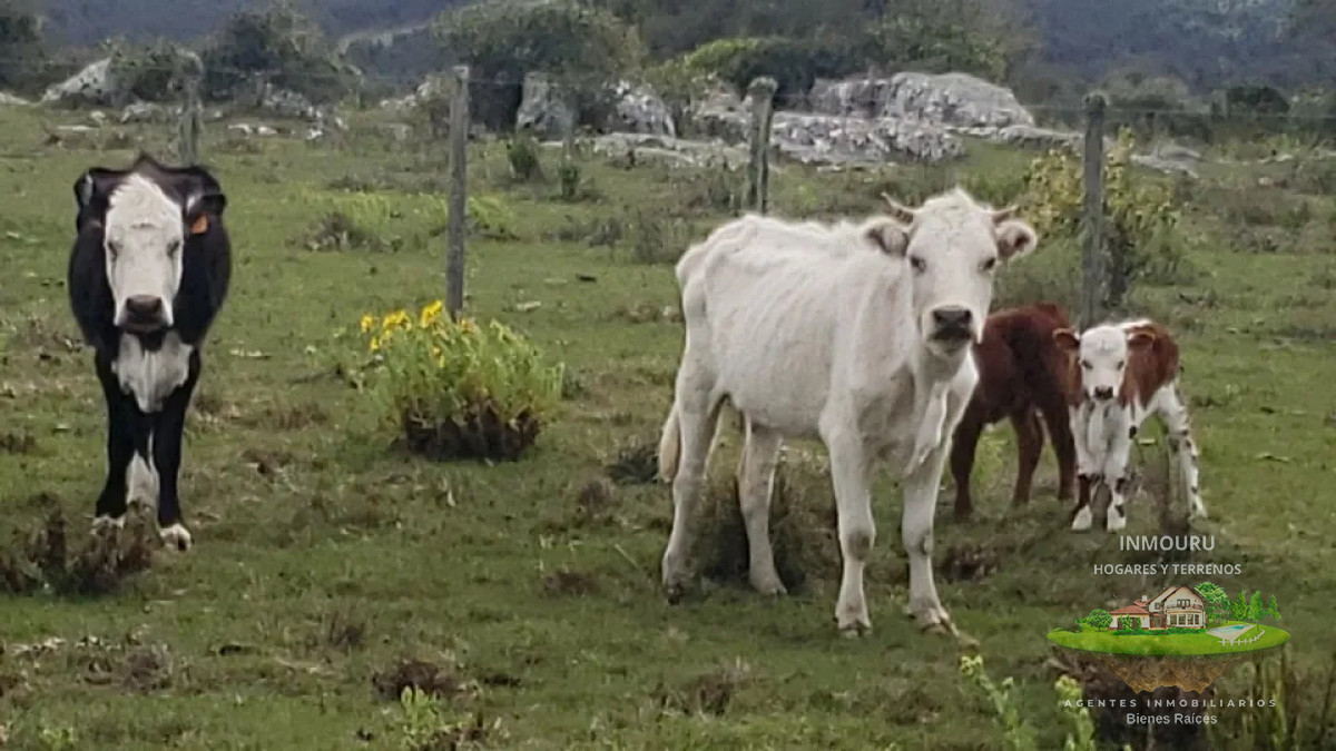 Campo Ref.839 - VENTA de campo en LAVALLEJA (Minas)