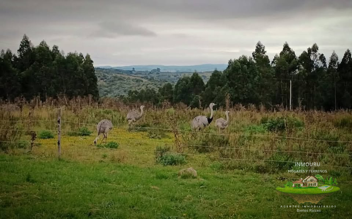 Campo Ref.1828 - Venta de Chacra en Empalme Los Molles