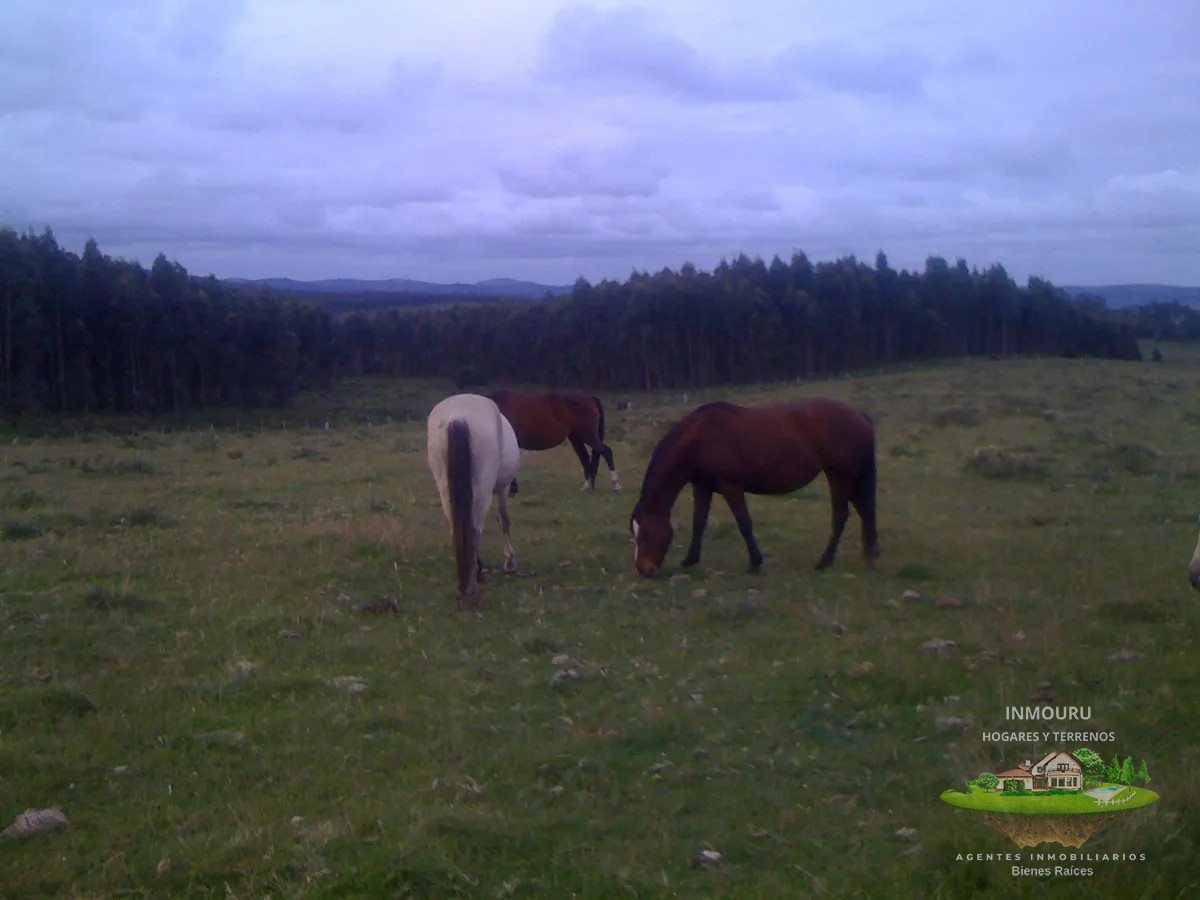 Campo Ref.1764 - VENTA de CAMPO de 34,5 ha en MALDONADO