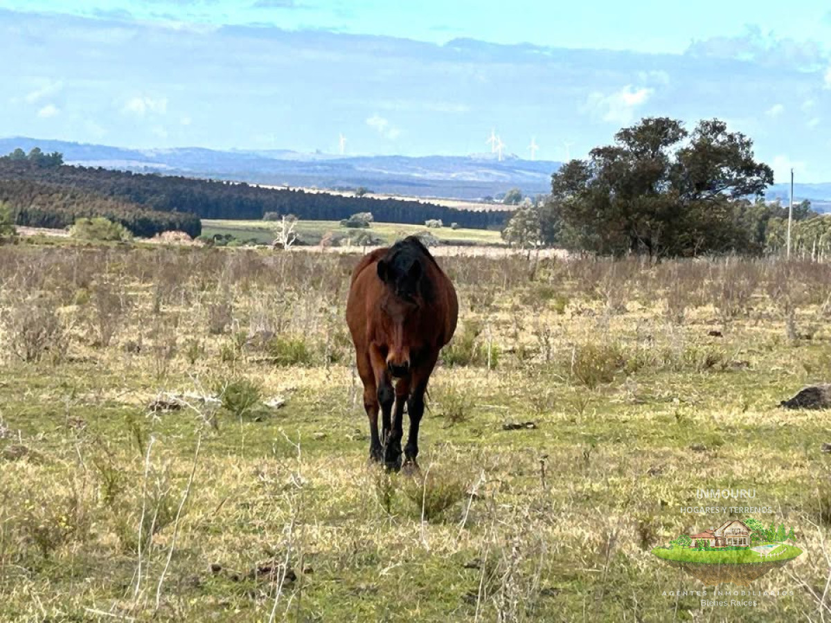 Campo Ref.1905 - Venta campo en Minas