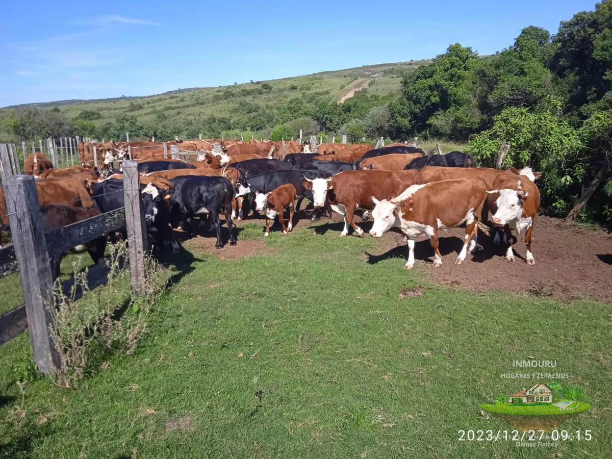 Campo Ref.1525 - VENTA de campo ubicado en TREINTA Y TRES