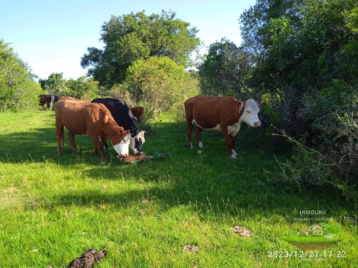 Campo Ref.1525 - VENTA de campo ubicado en TREINTA Y TRES