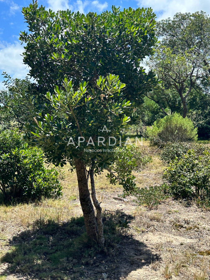 Terreno ID.21097729 - RE-VENTA Terreno listo para construir en José Ignacio  Barrio Playa Brava