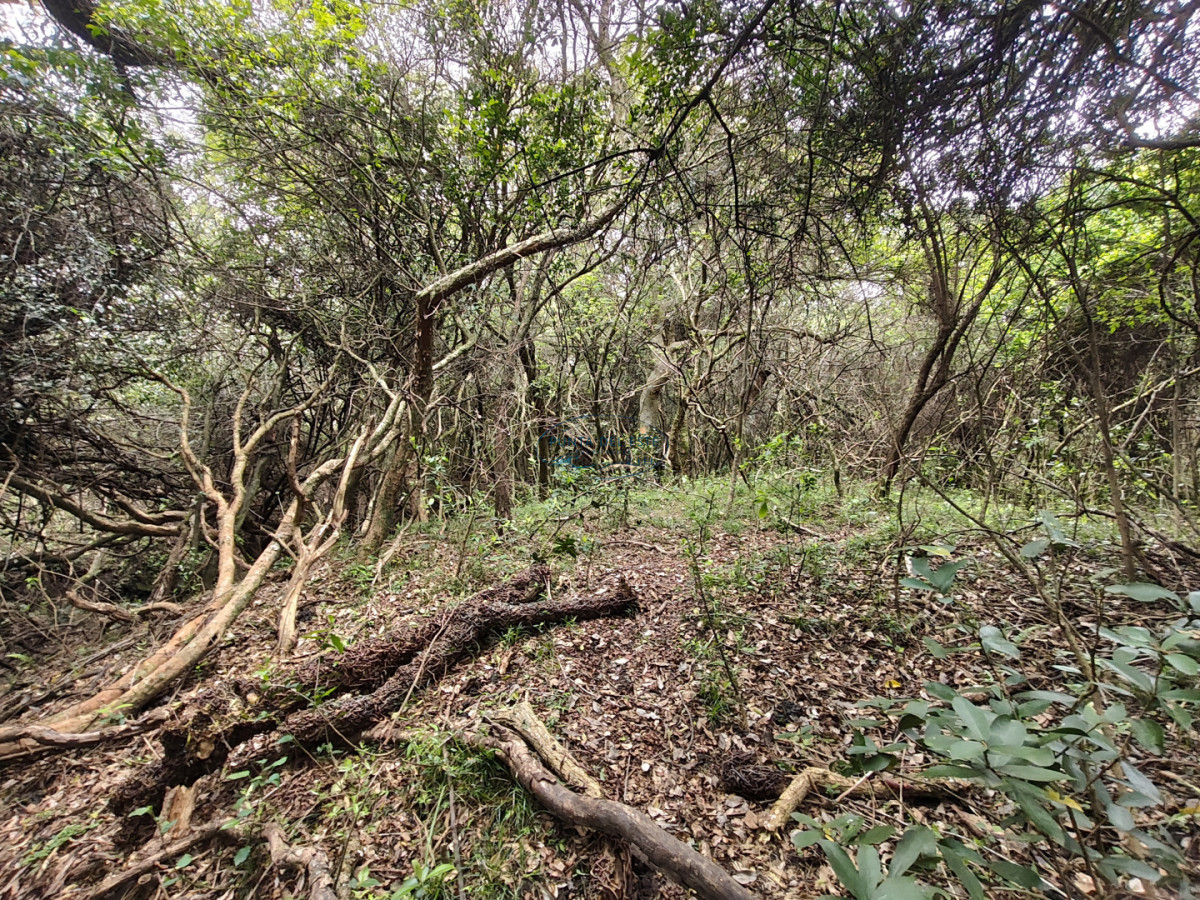 Chacra ID.159 - Venta chacras 3 hectáreas. Pueblo Eden, Maldonado. 