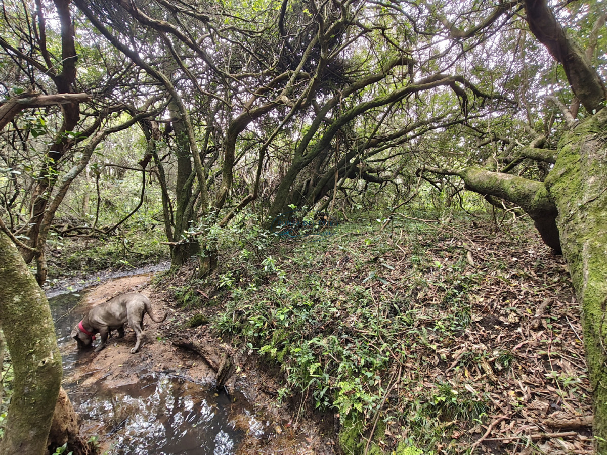 Chacra ID.159 - Venta chacras 3 hectáreas. Pueblo Eden, Maldonado. 