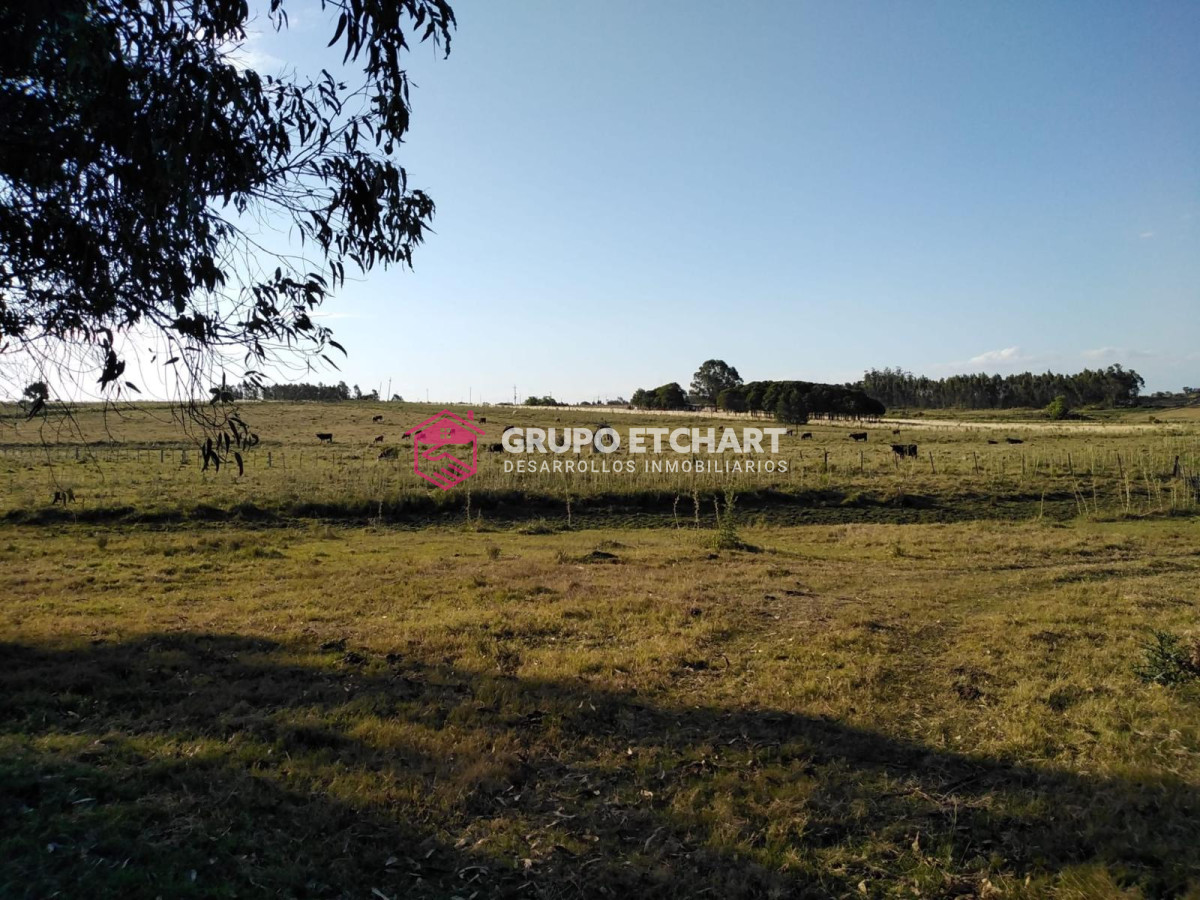 Chacra ID.126 - Chacra en venta Canelones a 6 km de sauce 6 hectáreas
