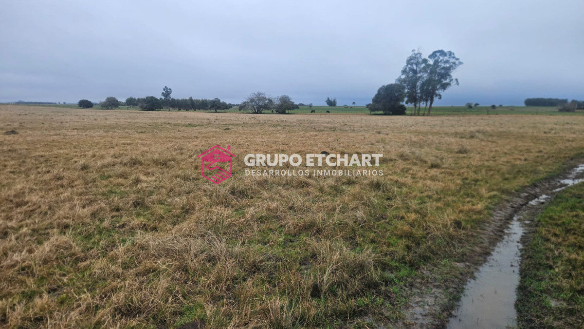 Campo Ref.110 - Oportunidad 