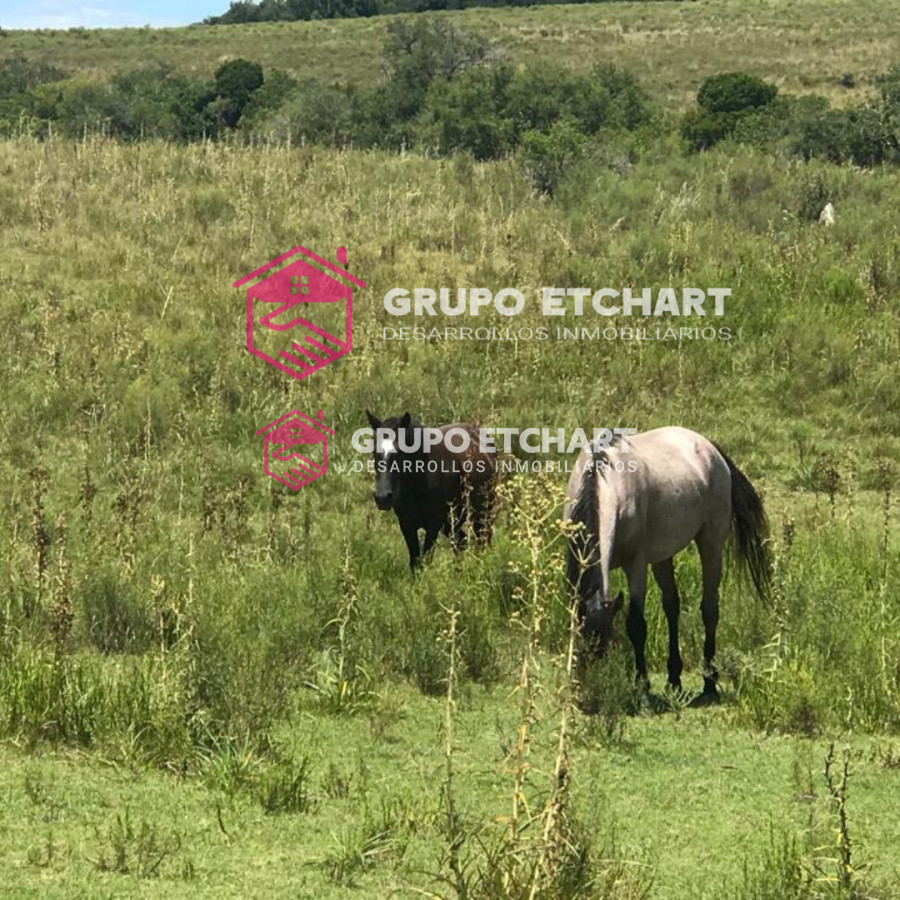 Campo Ref.33 - EN VENTA - CHACRA CON 8 HECTÁREAS - SOBRE RUTA 60