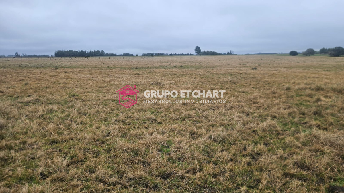 Campo Ref.110 - Oportunidad 