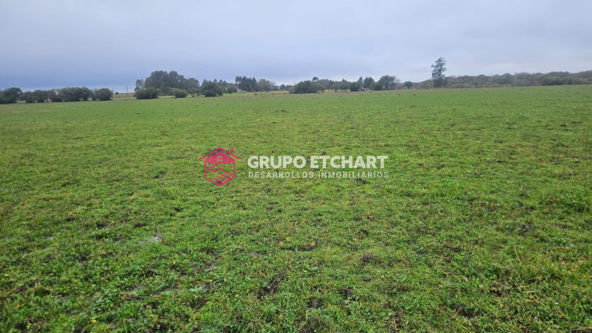 Campo Ref.110 - Oportunidad 