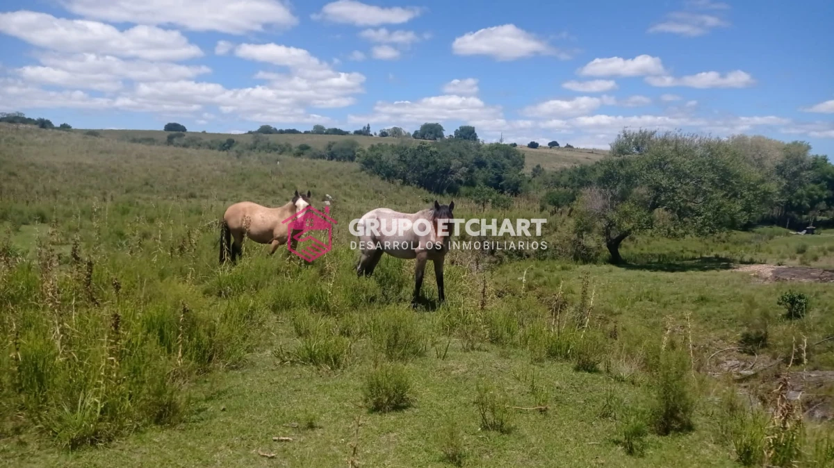 Campo Ref.33 - EN VENTA - CHACRA CON 8 HECTÁREAS - SOBRE RUTA 60