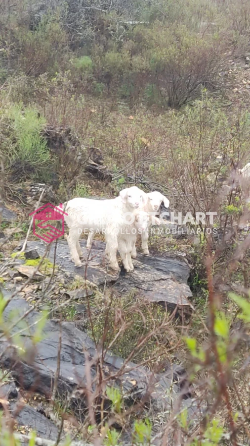 Campo Ref.33 - EN VENTA - CHACRA CON 8 HECTÁREAS - SOBRE RUTA 60