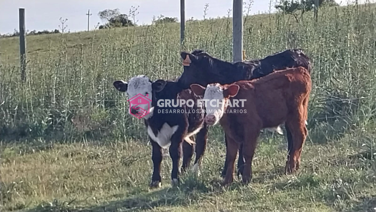 Campo Ref.33 - EN VENTA - CHACRA CON 8 HECTÁREAS - SOBRE RUTA 60