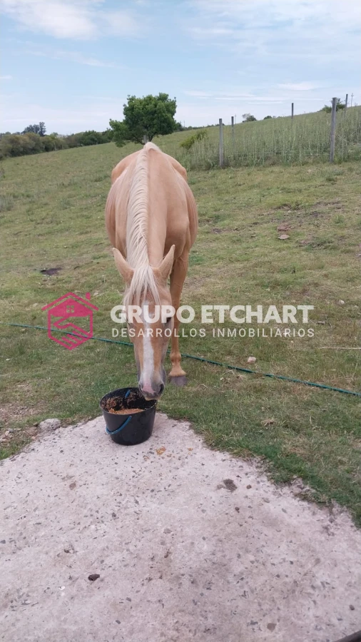 Campo Ref.33 - EN VENTA - CHACRA CON 8 HECTÁREAS - SOBRE RUTA 60