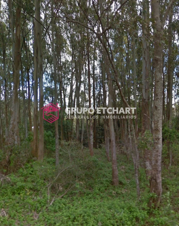 Terreno ID.99 - Terreno en venta Bella Vista Piriápolis - 1339 mt2 