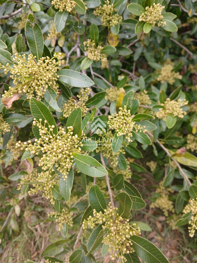 Chacra ID.6872 - VENTA CHACRA