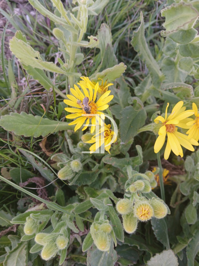 Chacra ID.1641 - VENTA CHACRA