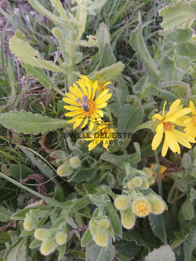 Chacra ID.513 - VENTA CHACRA 5ha y media en Cerro Catedra